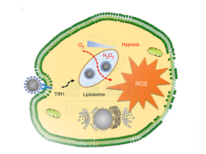 Kelong F, et al. In vivo guiding nitrogen-doped carbon nanozyme for tumor catalytic therapy. Nature Communication. 2018 April, 12;9(1):1440.