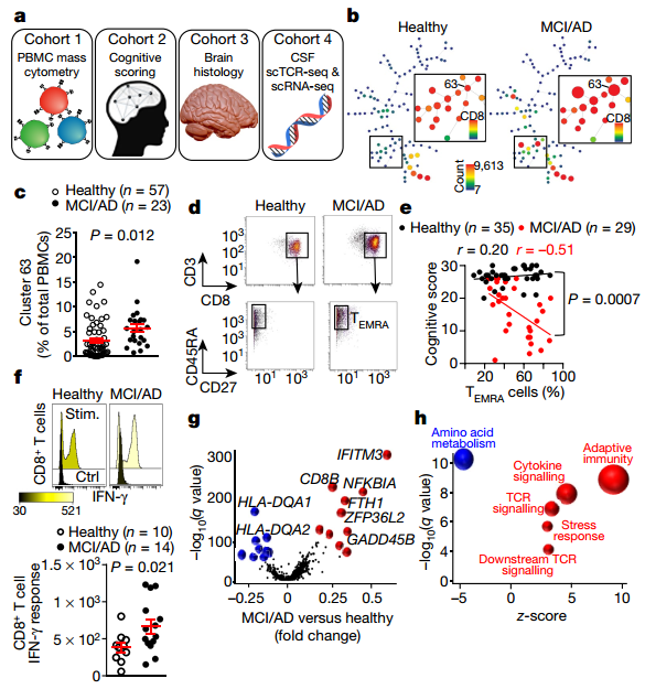 單細(xì)胞轉(zhuǎn)錄組聯(lián)合TCR||阿爾茨海默氏病人腦脊液中存在克隆擴(kuò)增的CD8+T細(xì)胞