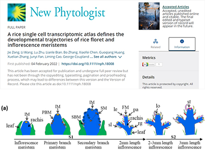 2022開年第一彈！\\從分析視角帶你了解烈冰一作水稻花序單細胞文章