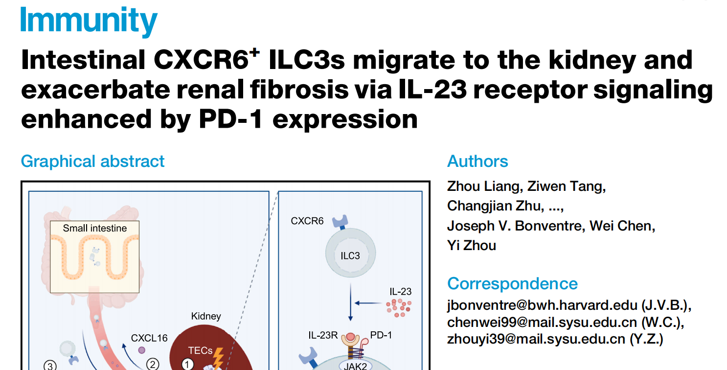 烈冰助力|腎臟纖維化：ILC3s的“腸道-腎臟快線”揭秘