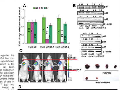 Yang F, et al. Long Noncoding RNA High Expression in Hepatocellular Carcinoma Facilitates Tumor Growth Through Enhancer of Zeste Homolog 2 in Humans. Hepatology.?2011 Nov;54(5):1679-89. (IF=12.003)